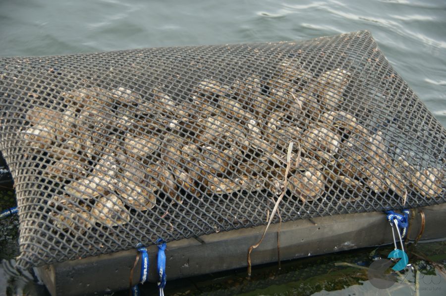 https://www.zapcoaquaculture.com/wp-content/uploads/2018/03/floating-Long-line-oyster-mesh-bags-16.jpg